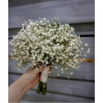 Белая гипсофила