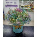 Радужная гипсофила