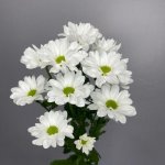 Хризантема кустовая ромашковая