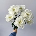 Кустовая белая хризантема