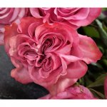 15 розовых роз